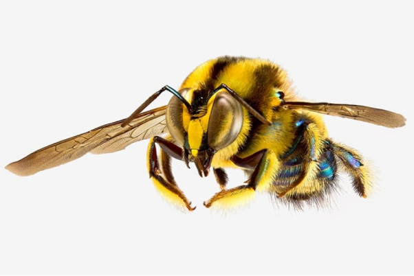 Nửa đêm thấy ong bay vào nhà là dấu hiệu gì?
