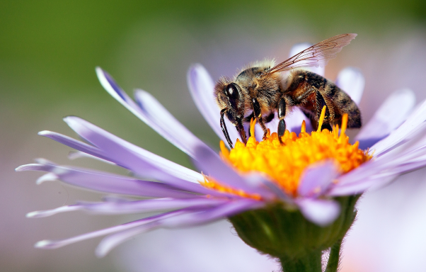 Ong thuộc giống ong ruồi vào nhà thì có vấn đề gì không?