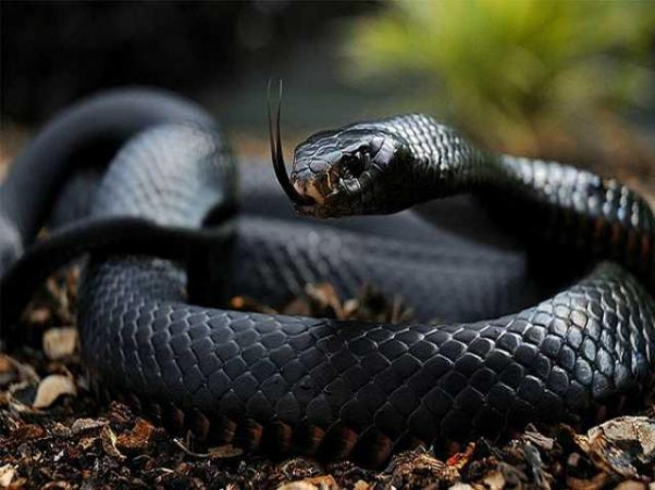 Giấc mơ thấy rất nhiều rắn đen tấn công mình