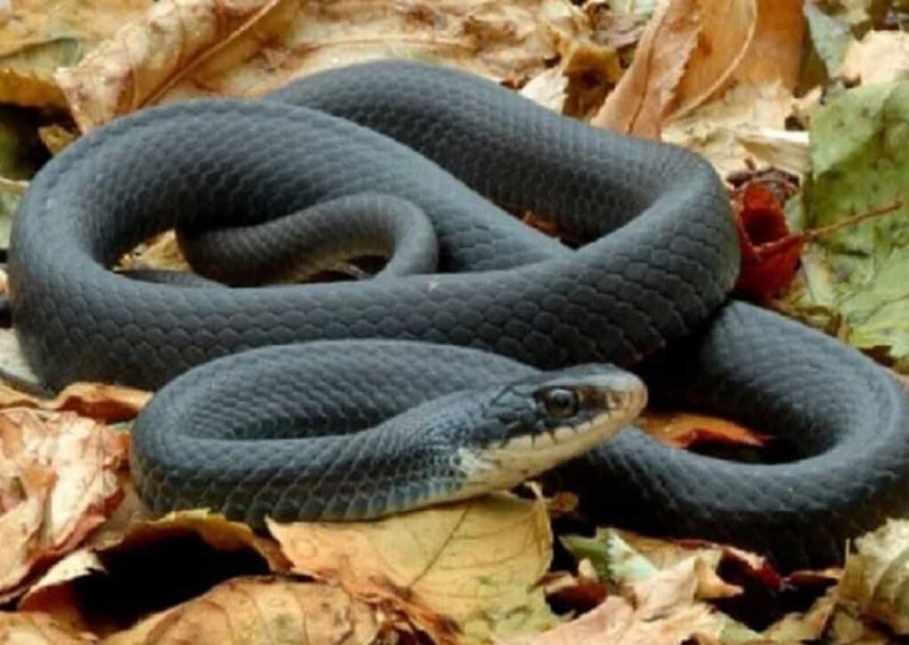 Chọn lô đề số bao nhiêu khi gặp giấc mơ thấy loài rắn đen?