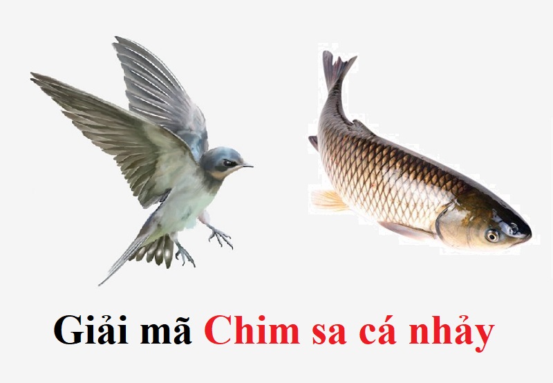 4. Hóa giải tai kiếp đến từ hiện tượng “ chim sa cá lặn” đế không gặp xui